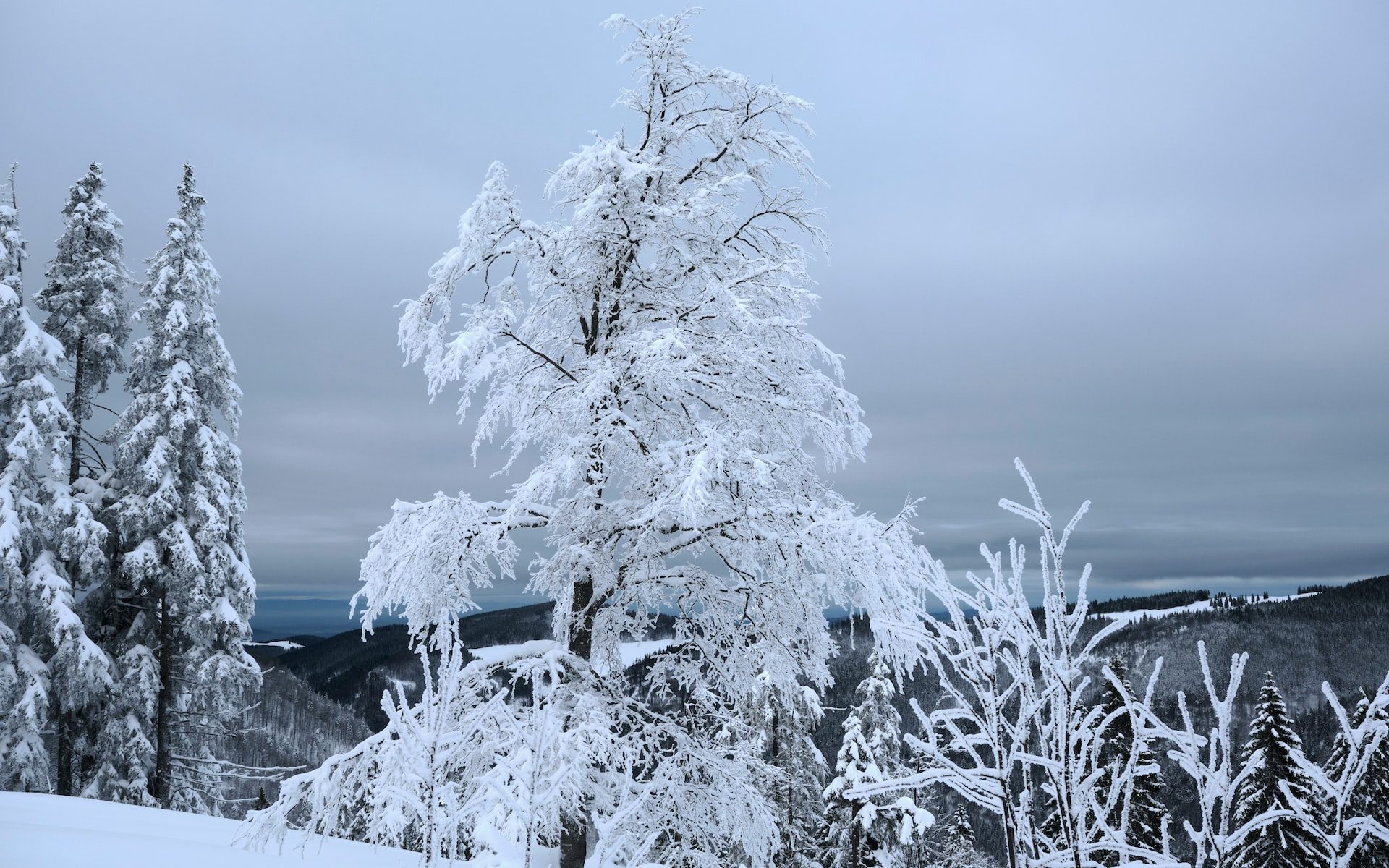 Winter im Schwarzwald - Rooms24