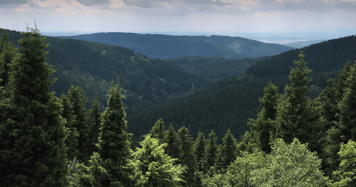 Thüringer Wald in seiner ganzen Pracht: Insider-Tipps für den Rennsteig-Wanderweg - Rooms24.de